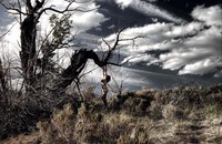 Youth in Desert 