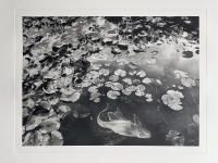 The Song beneath the Waterlilies